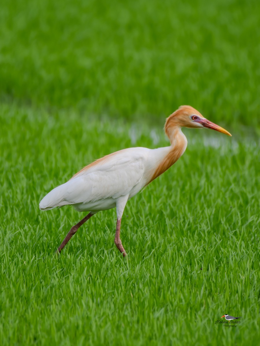 Eastern Cattle Egret - ML620477710