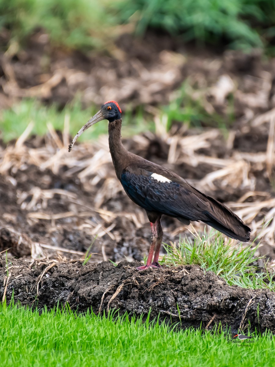 Red-naped Ibis - ML620477711