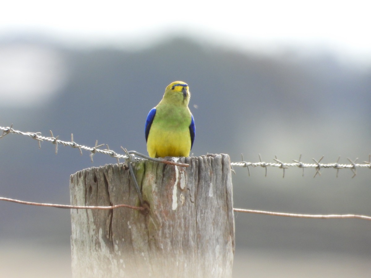 Blue-winged Parrot - troy and karyn zanker