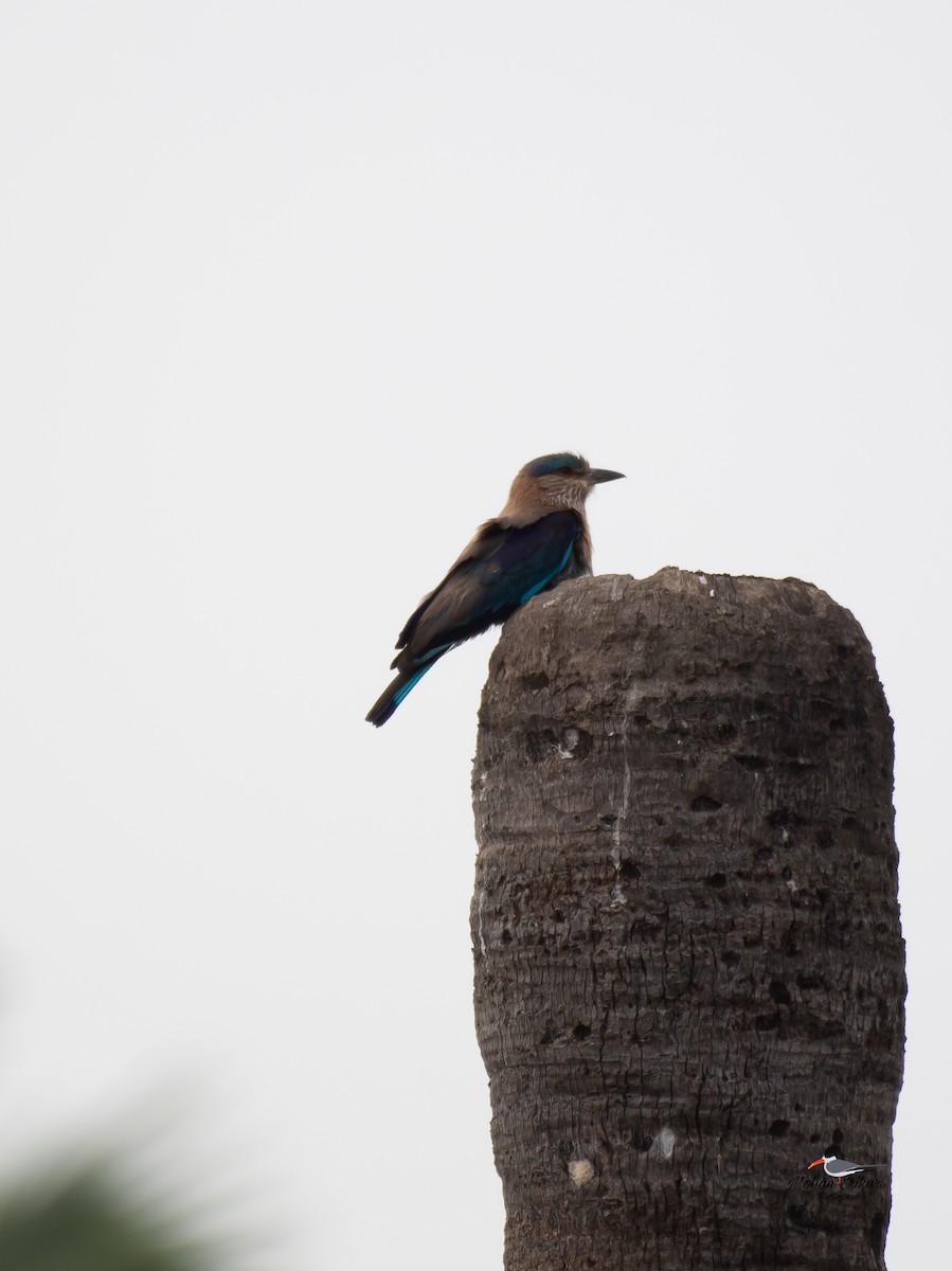 Indian Roller - ML620477717