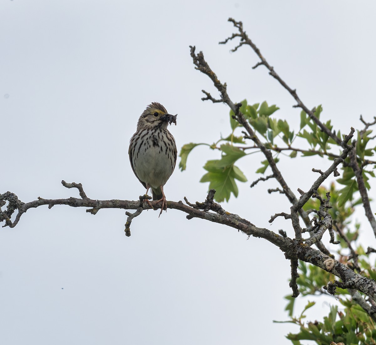 Savannah Sparrow - ML620477719