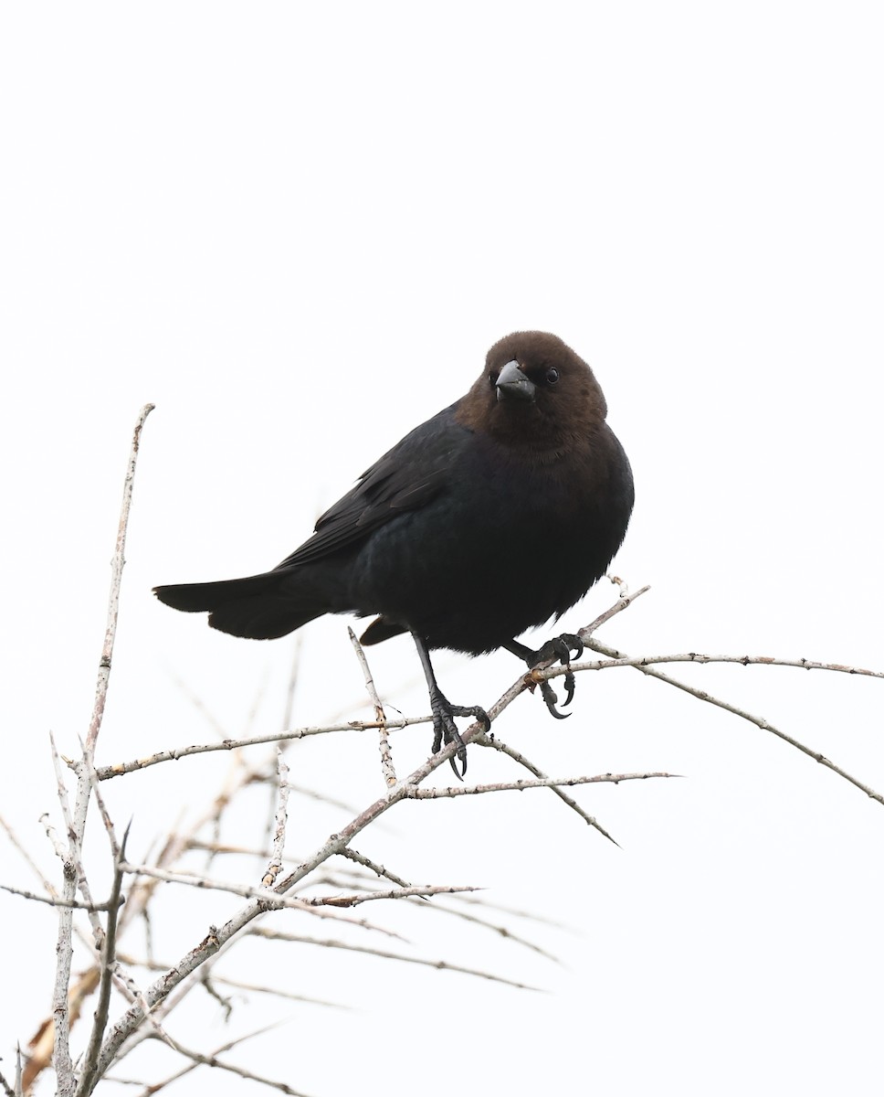 Brown-headed Cowbird - ML620477720