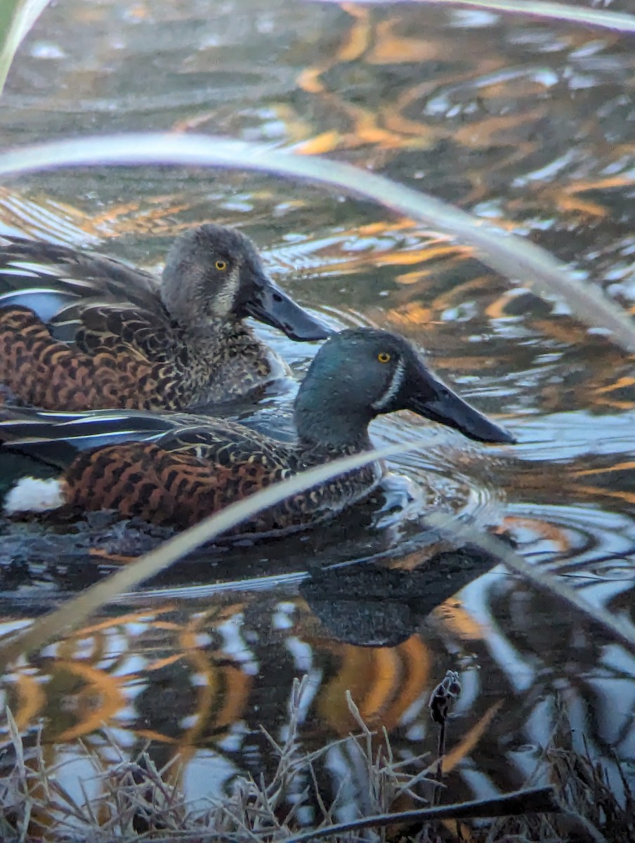 Australasian Shoveler - ML620477721