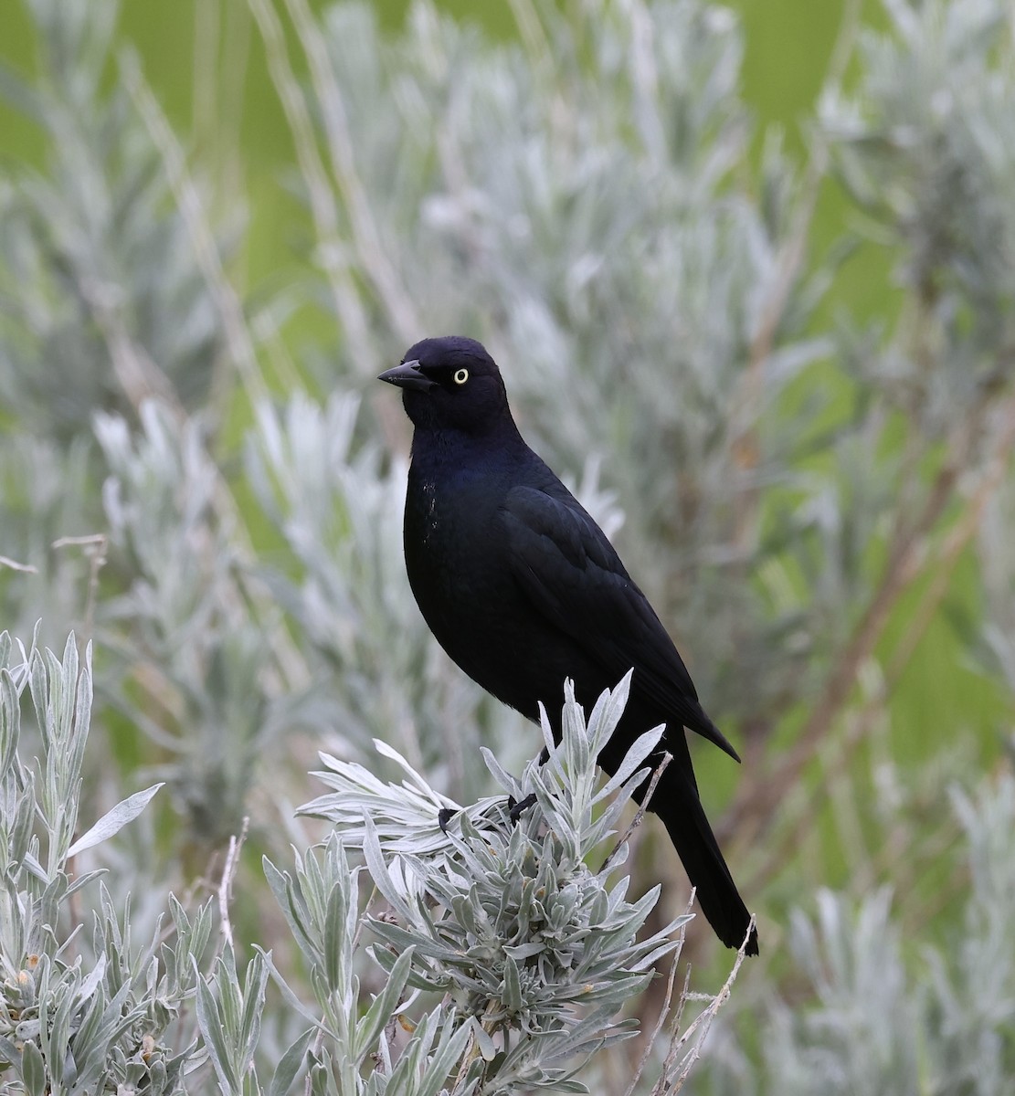 Brewer's Blackbird - Michael Arthurs