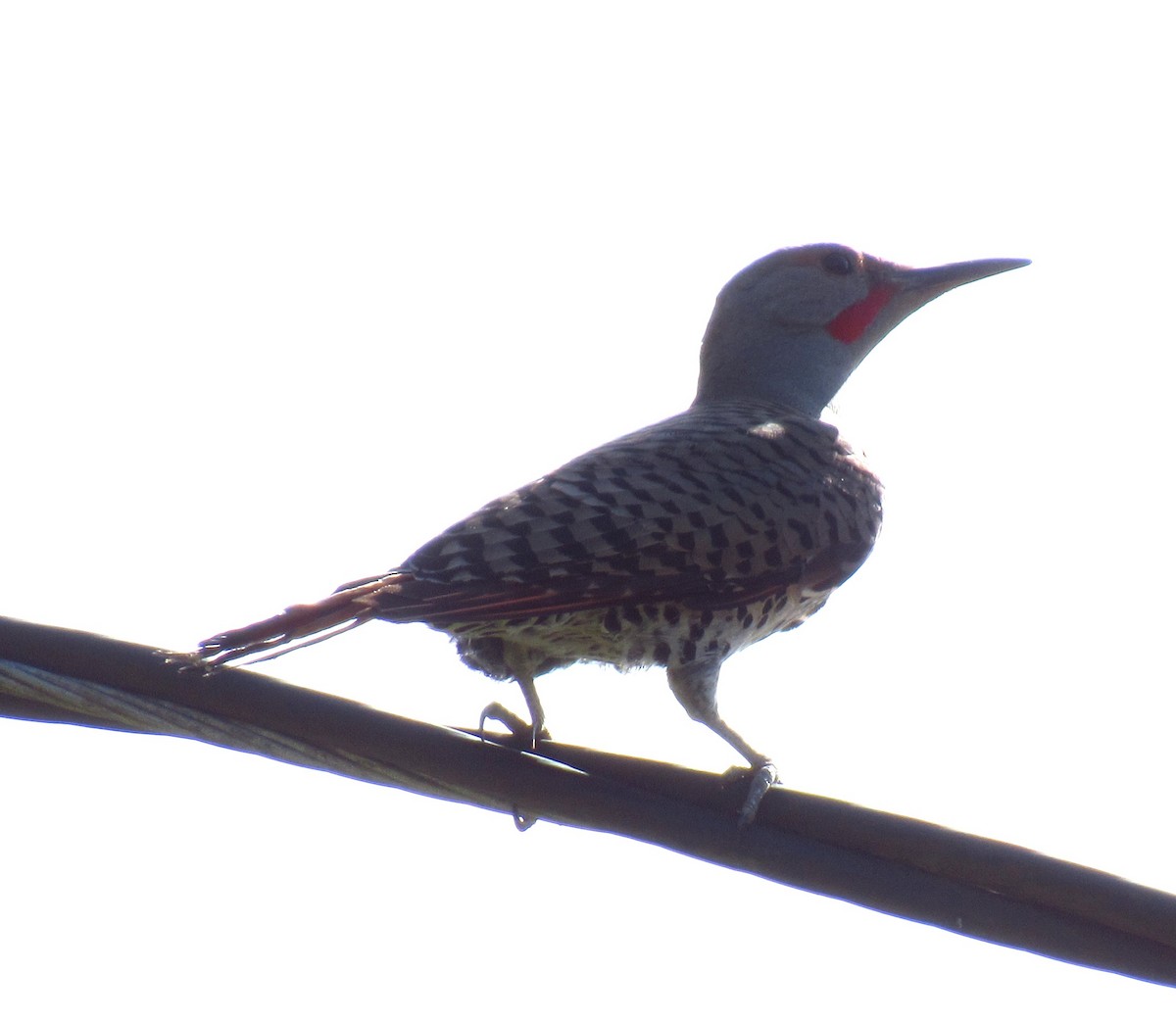 Northern Flicker (Red-shafted) - ML620477736