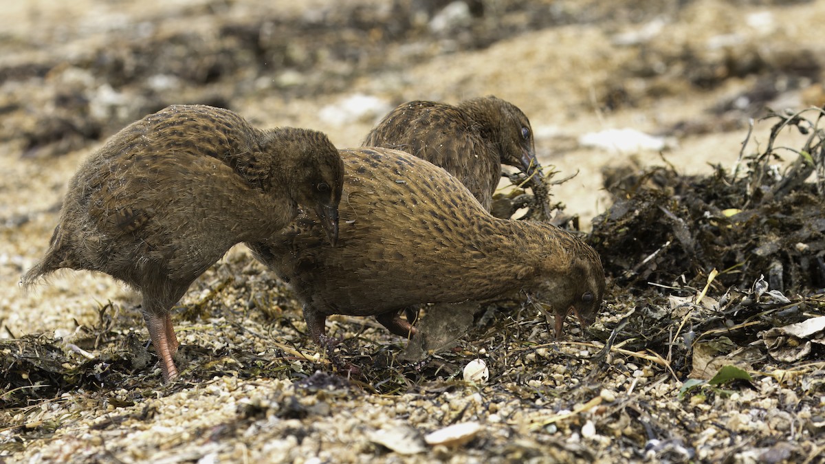 Rascón Weka - ML620477741