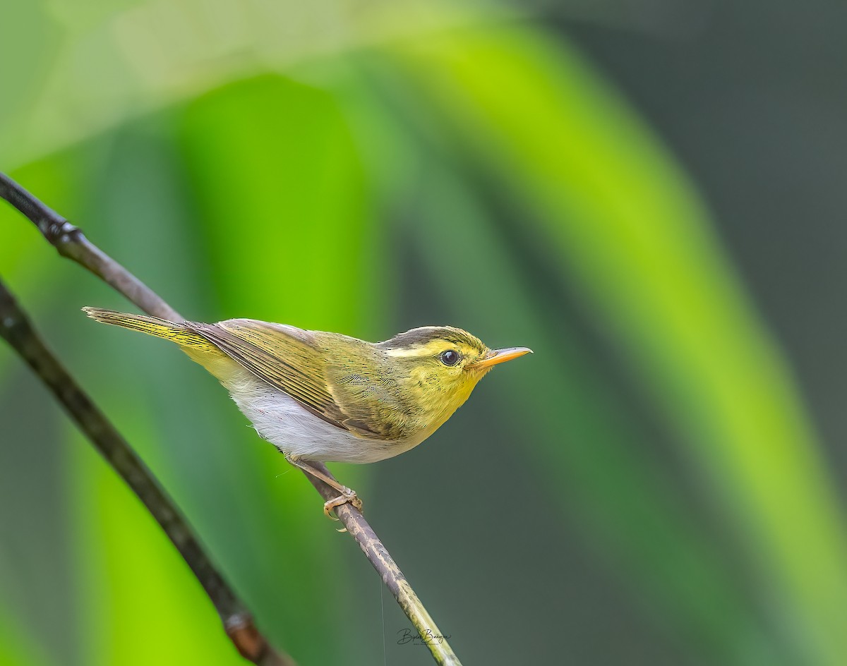 Yellow-vented Warbler - ML620477742
