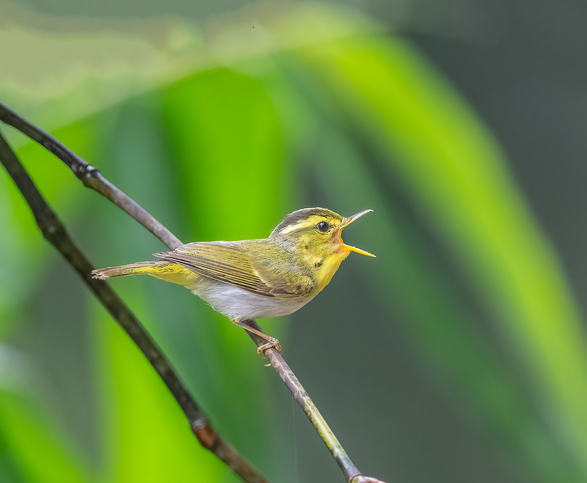 Yellow-vented Warbler - ML620477743