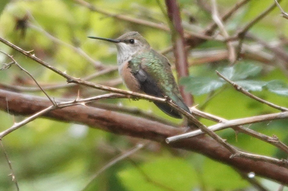 Colibrí Rufo - ML620477745