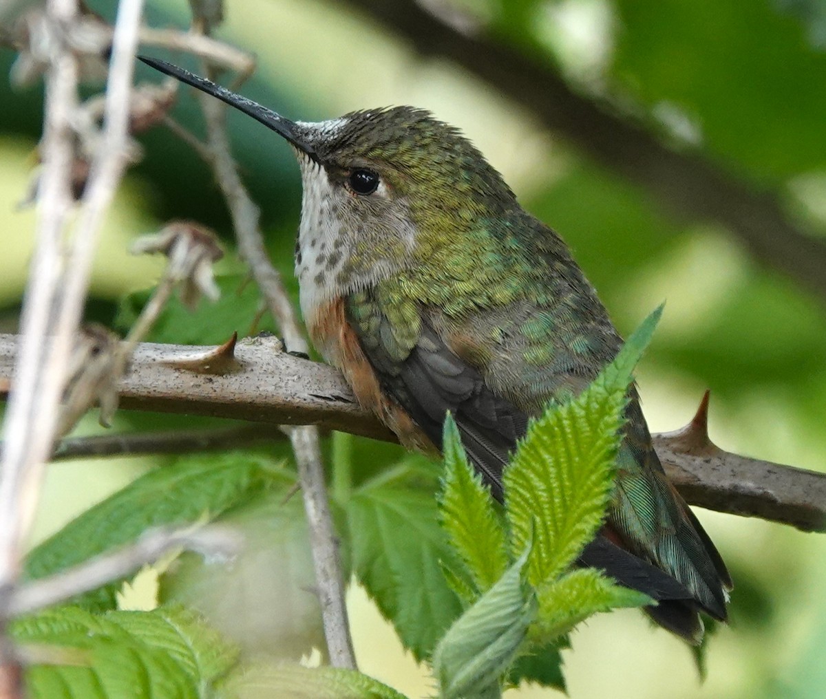 Kızıl Sırtlı Kolibri - ML620477748