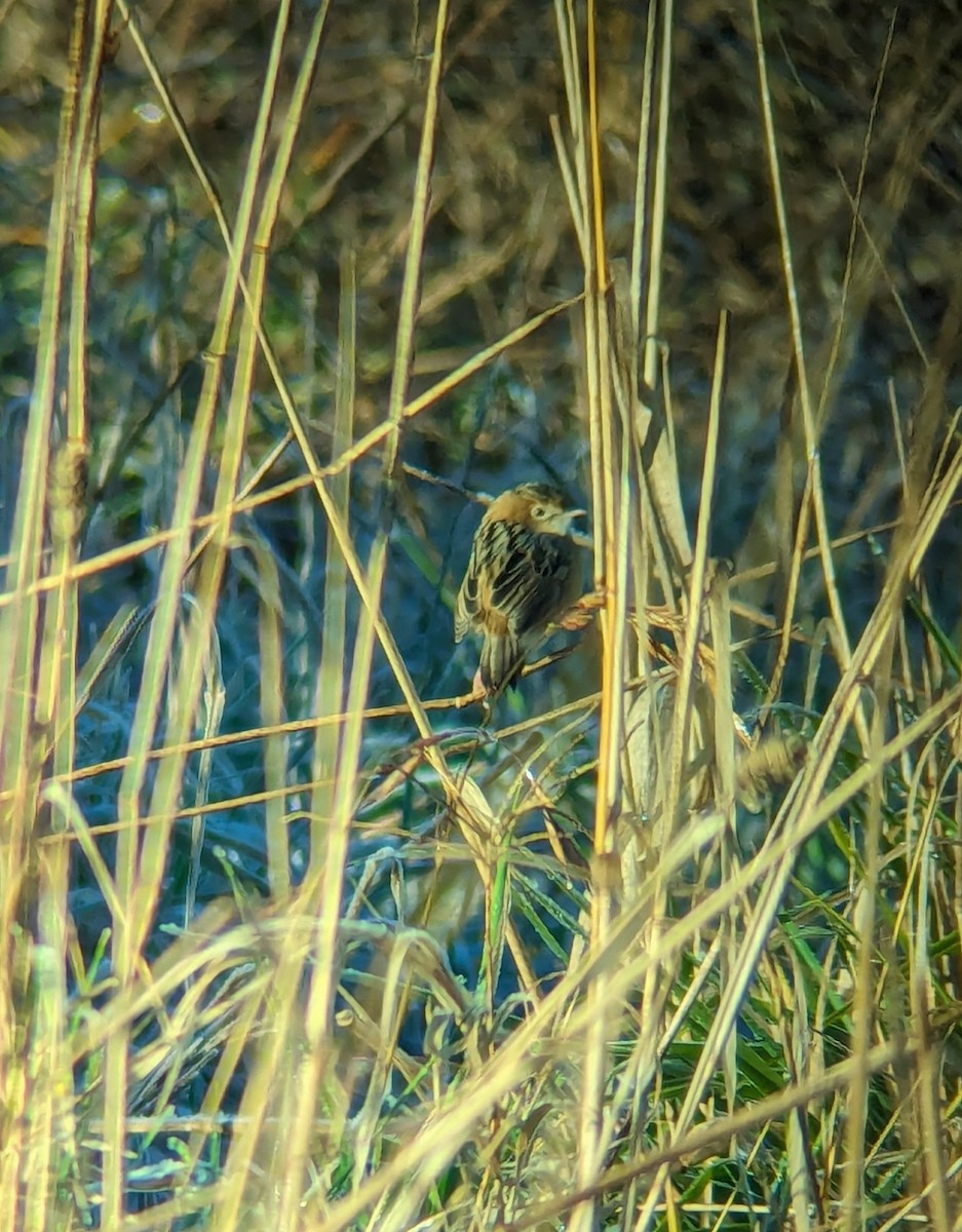 Golden-headed Cisticola - ML620477750