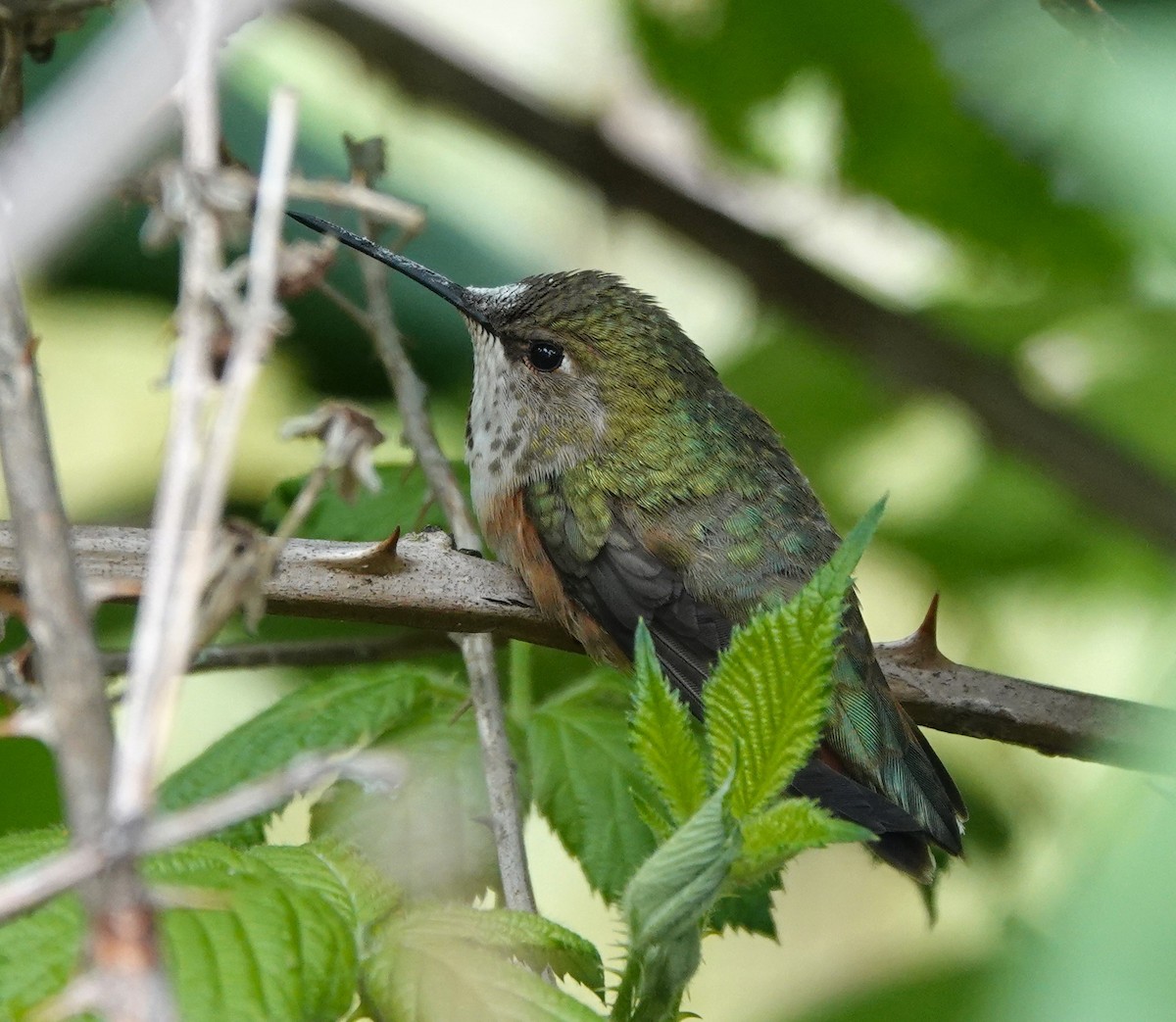 Rufous Hummingbird - ML620477752