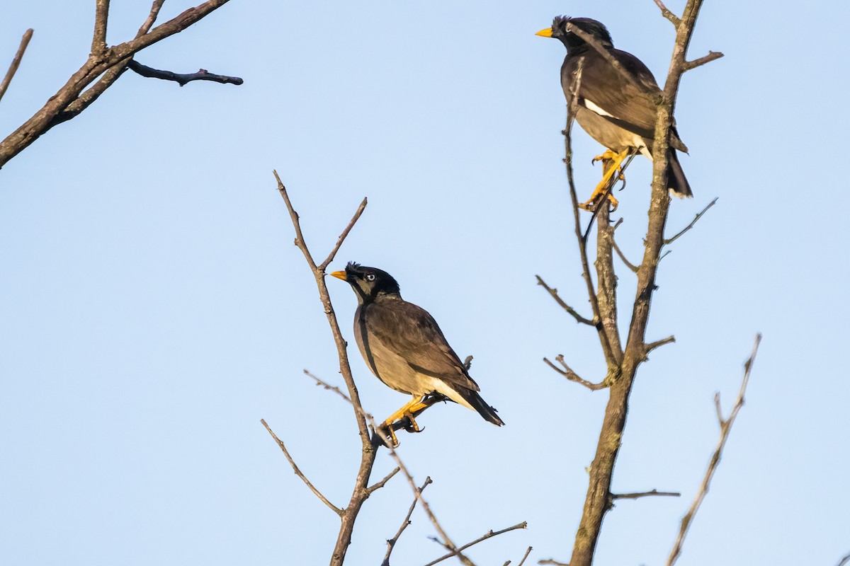 Jungle Myna - ML620477759