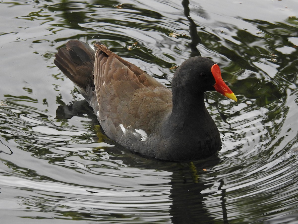 Eurasian Moorhen - ML620477760