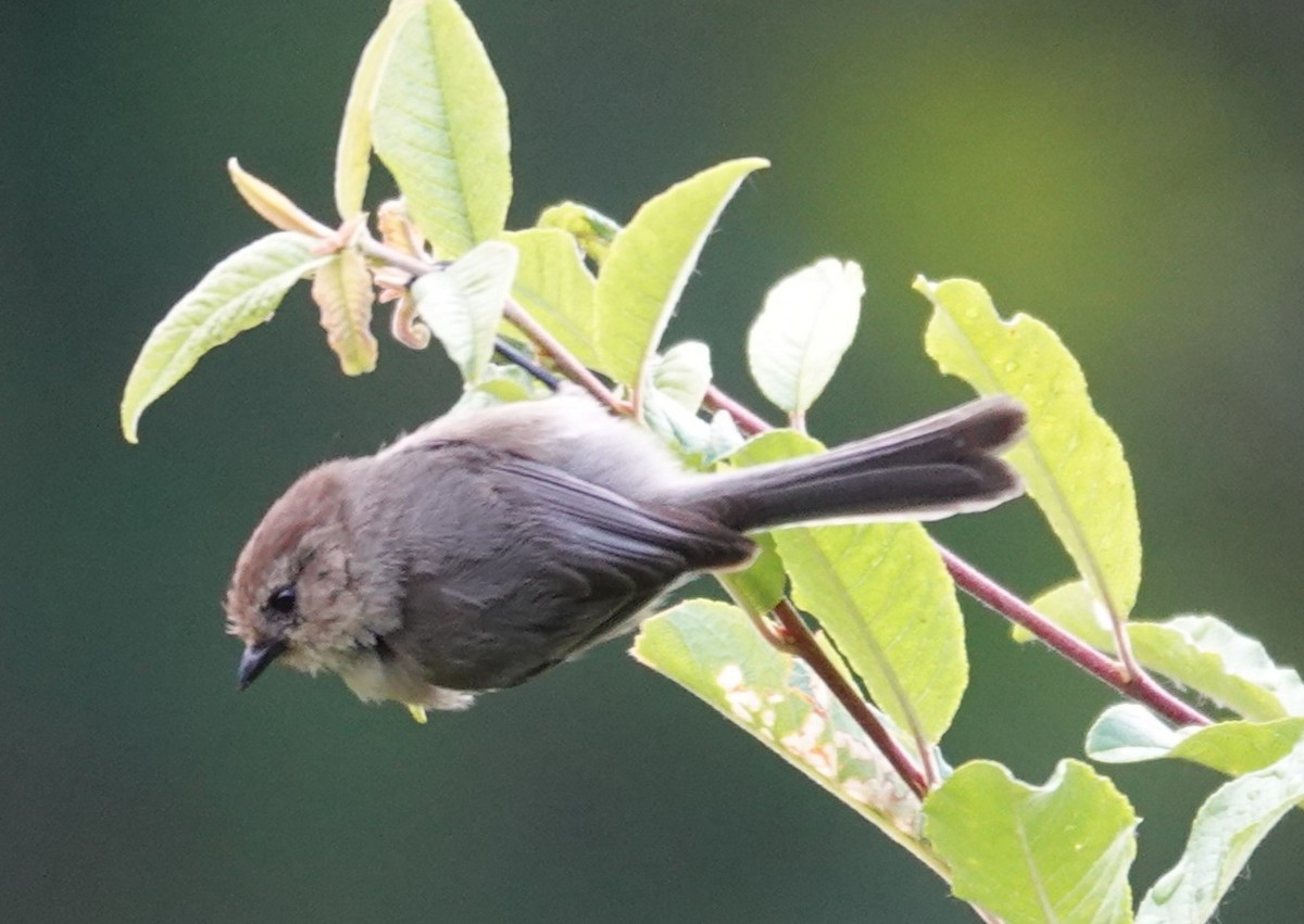 Bushtit - ML620477761