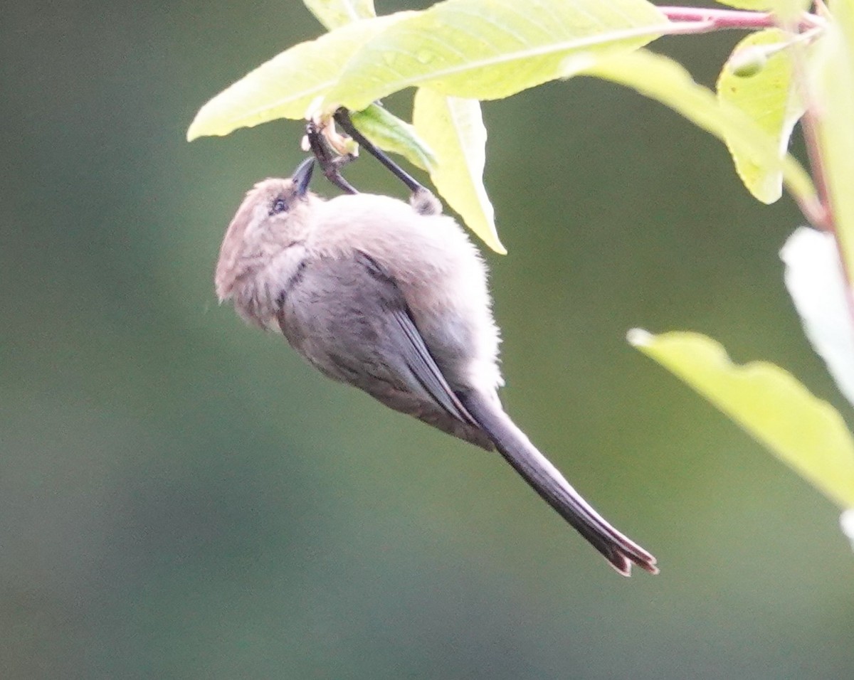 Bushtit - ML620477762