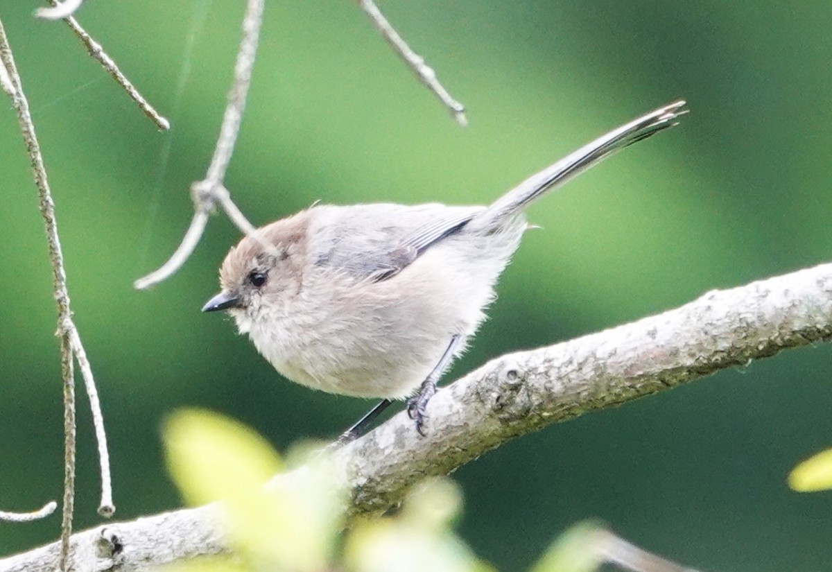 Bushtit - ML620477764