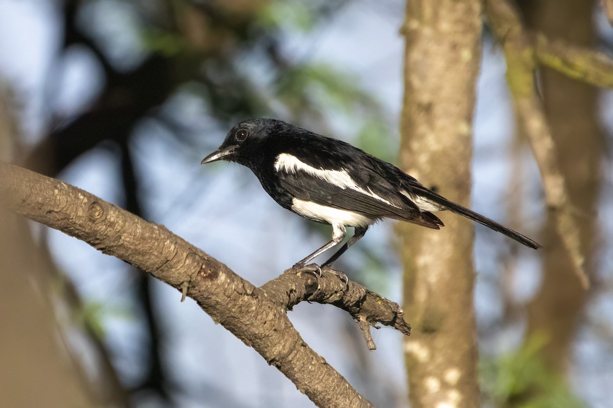 Oriental Magpie-Robin - ML620477765