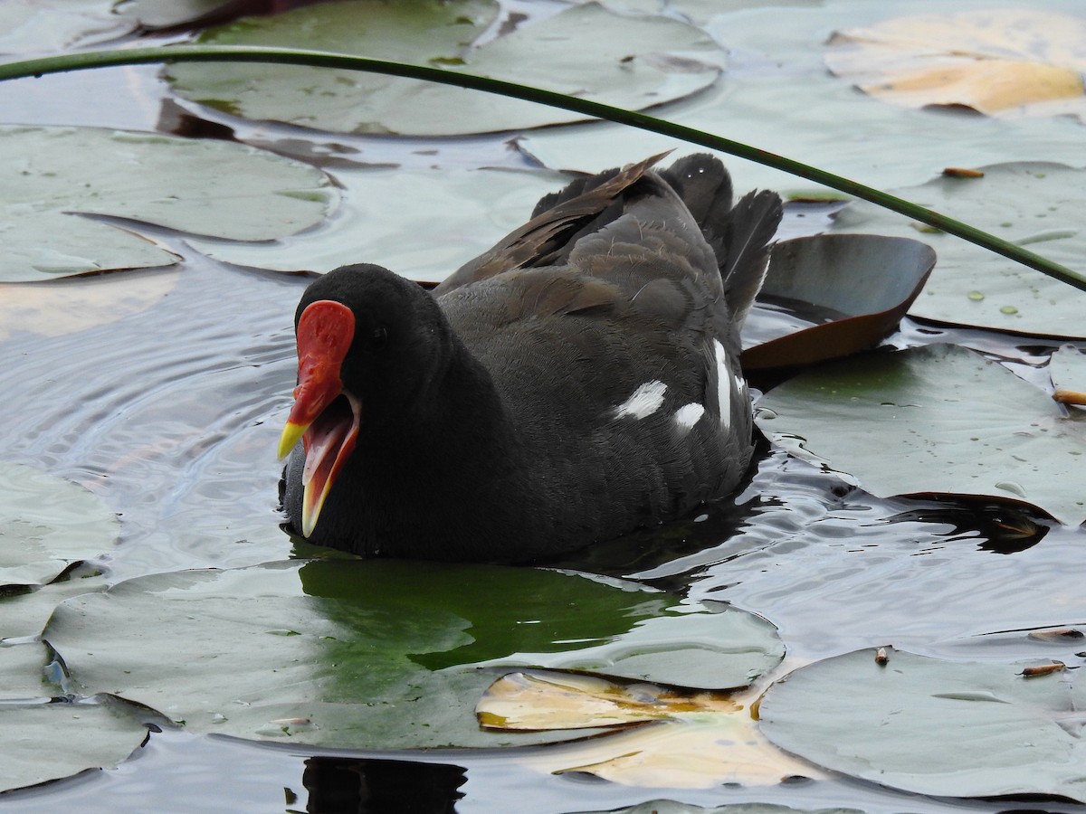 Eurasian Moorhen - ML620477768