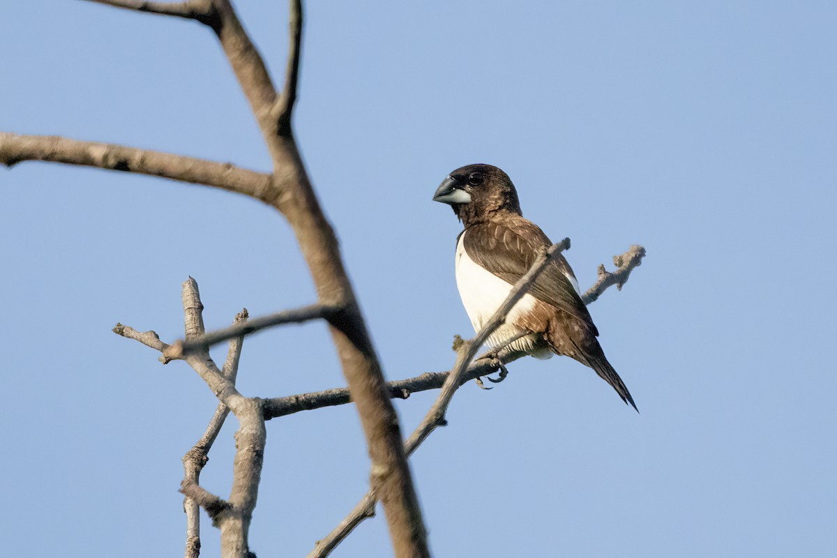 White-rumped Munia - ML620477769