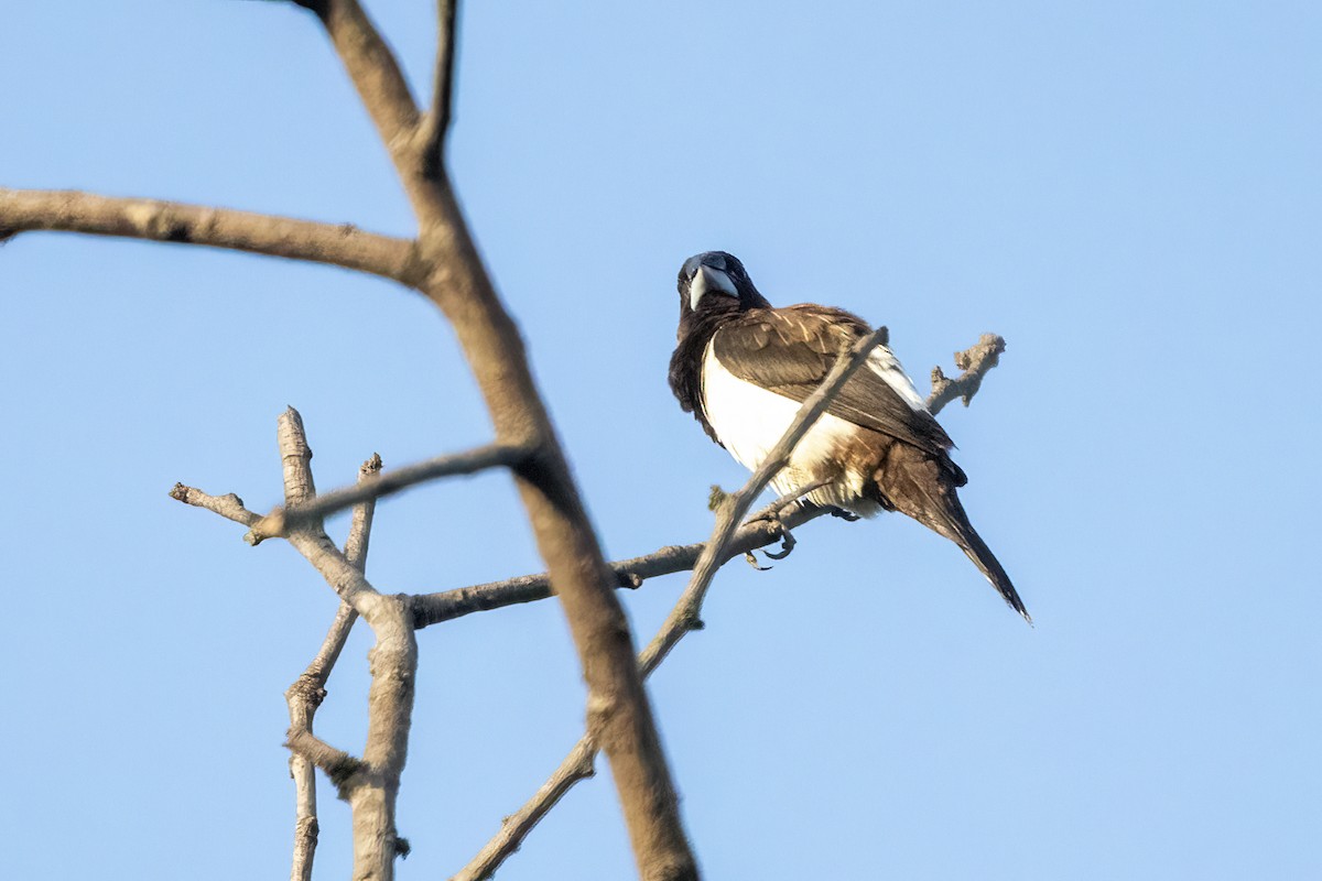 White-rumped Munia - ML620477770