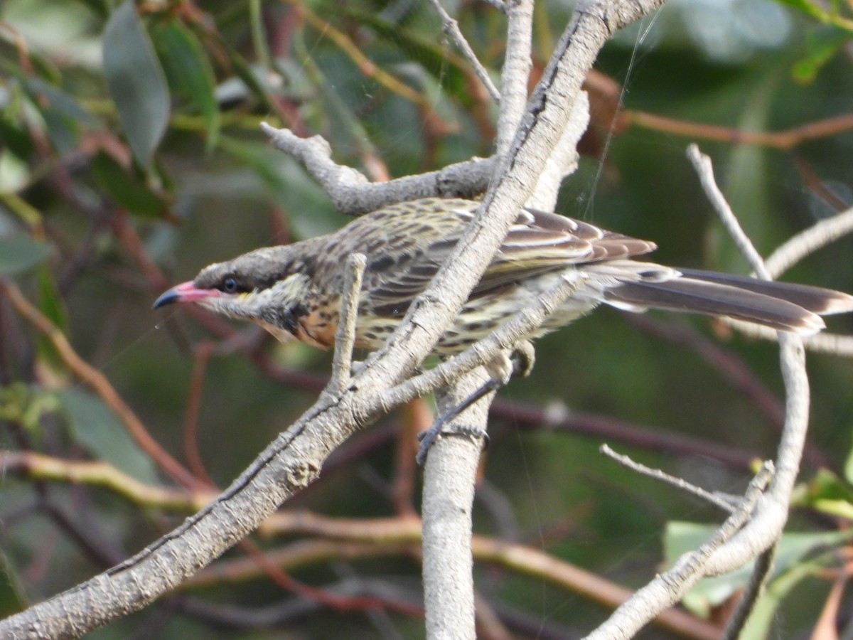 Spiny-cheeked Honeyeater - ML620477771