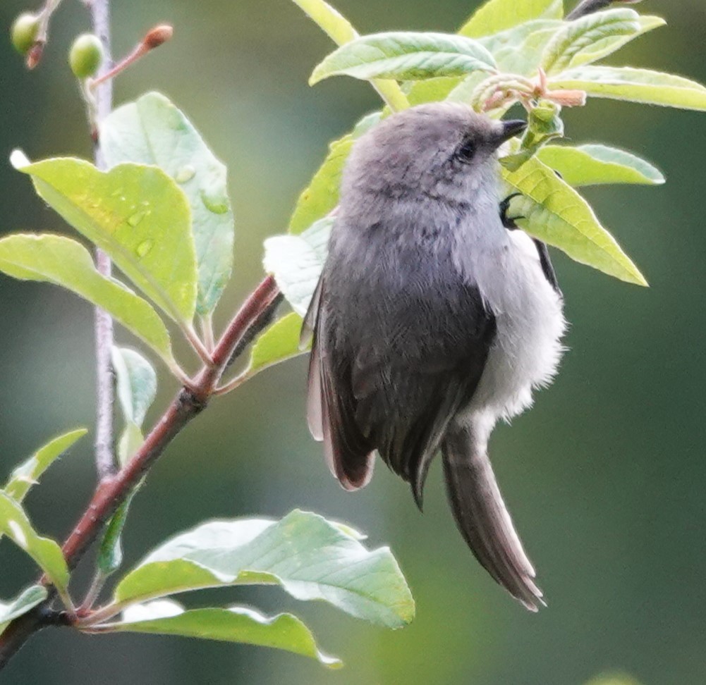 Bushtit - ML620477772