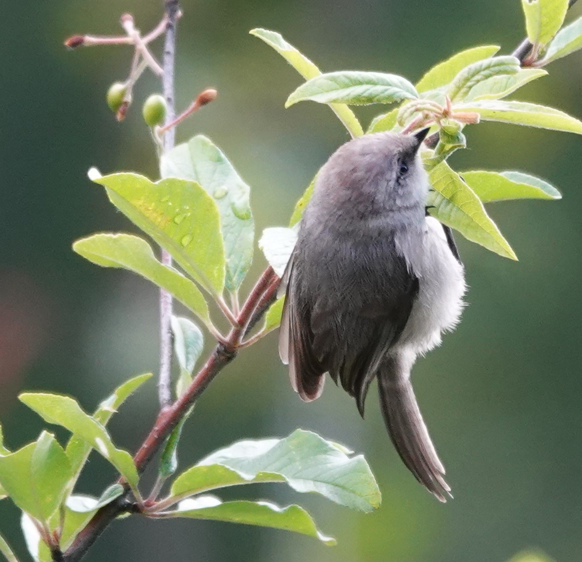 Bushtit - ML620477773