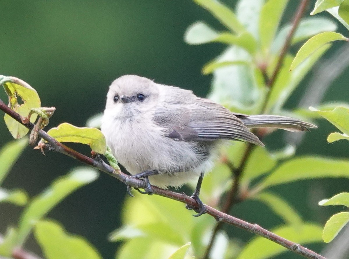 Bushtit - ML620477775