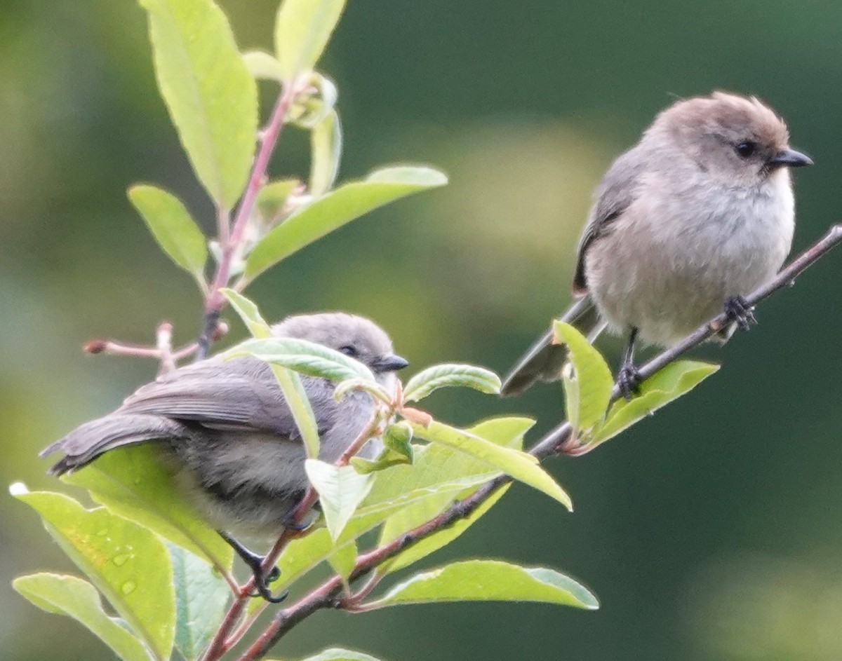 Bushtit - ML620477777