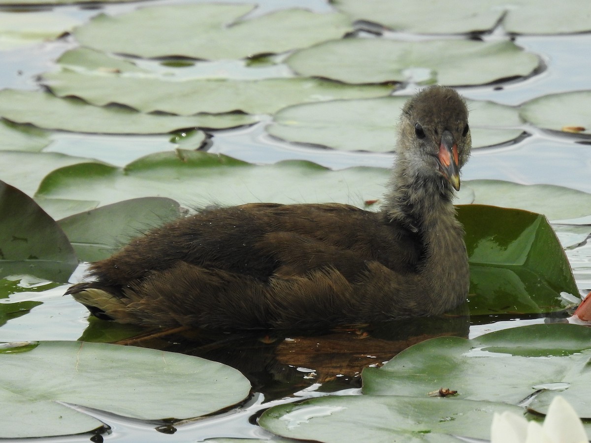 Eurasian Moorhen - ML620477779