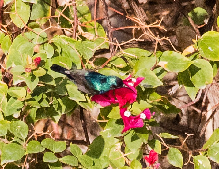 Palestine Sunbird - ML620477780