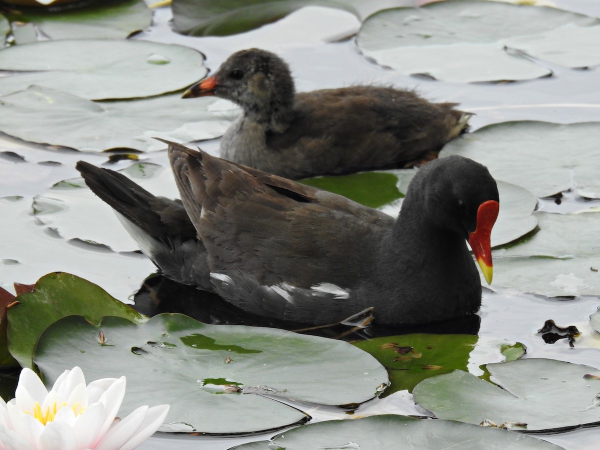 Eurasian Moorhen - ML620477783