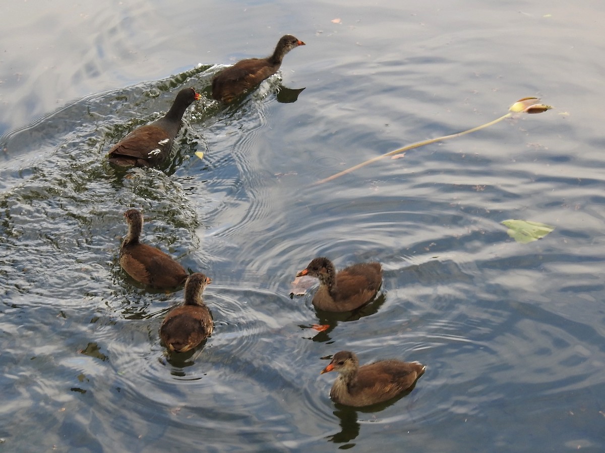 Eurasian Moorhen - ML620477785