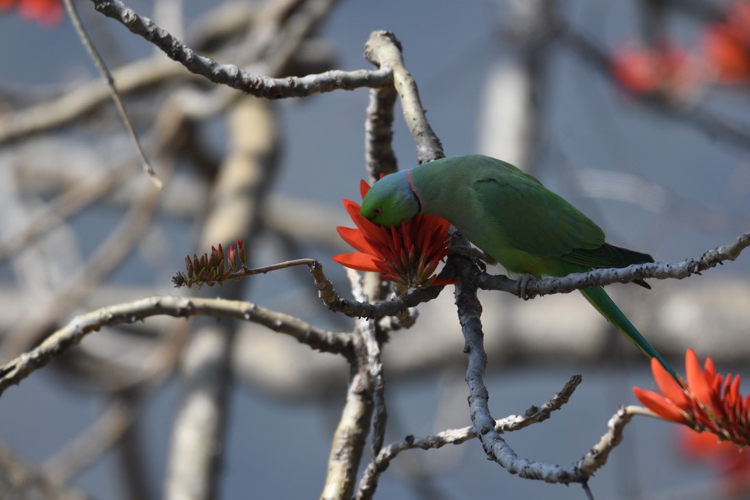 Rose-ringed Parakeet - ML620477786