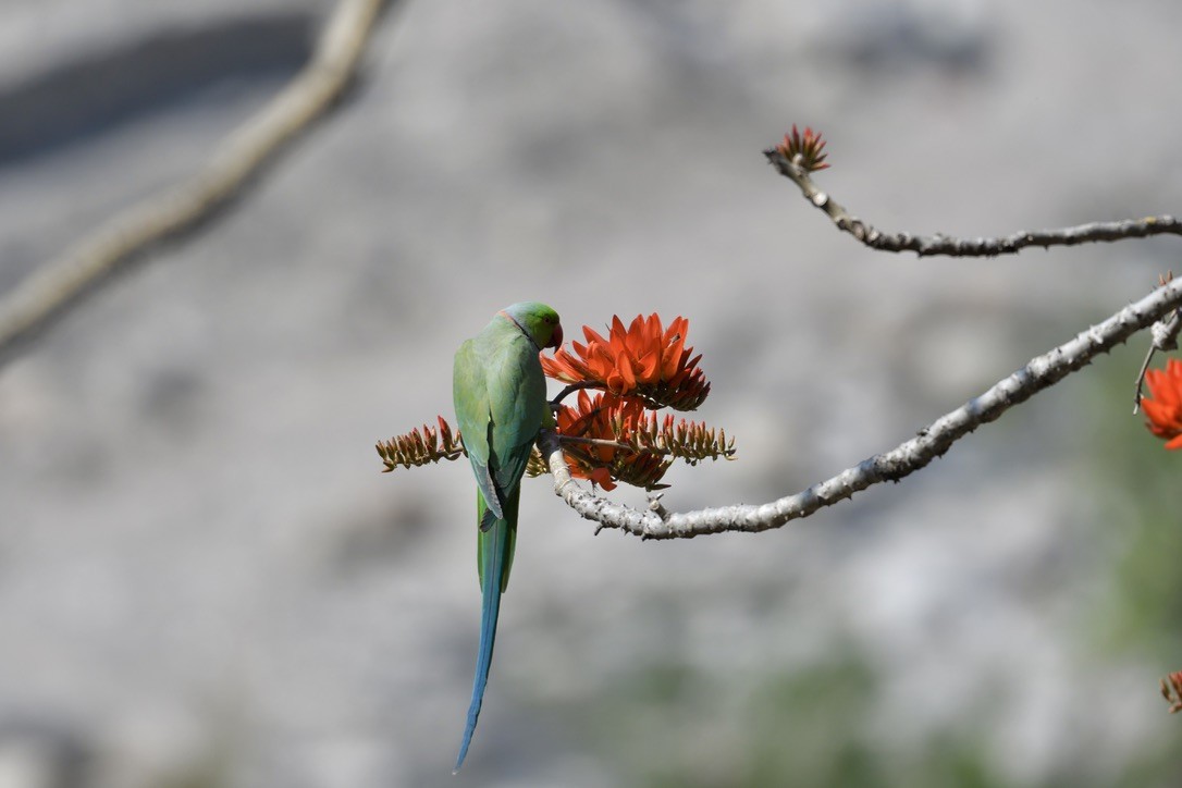 Rose-ringed Parakeet - ML620477787