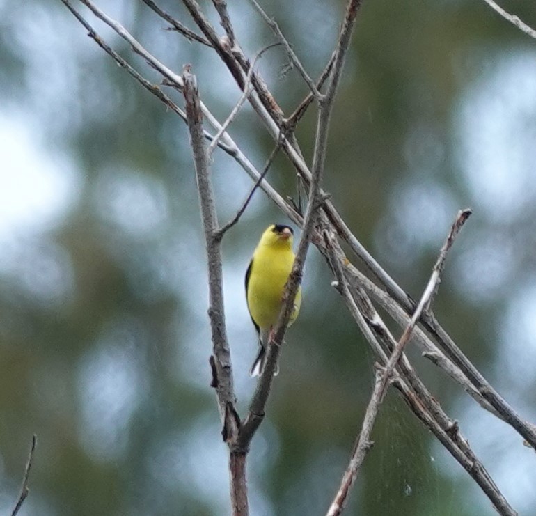 American Goldfinch - ML620477788