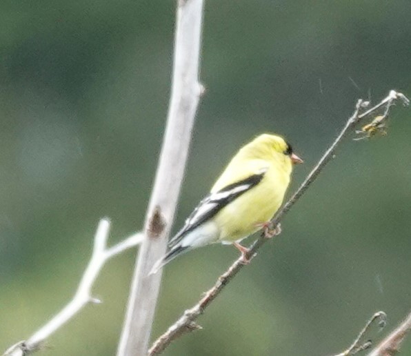 American Goldfinch - ML620477790