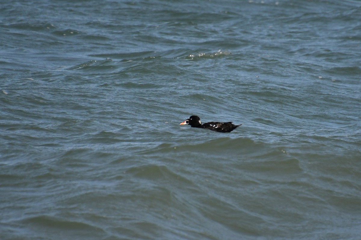 Surf Scoter - ML620477793