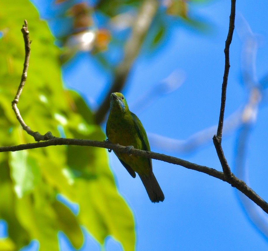 Orange-bellied Leafbird - ML620477794