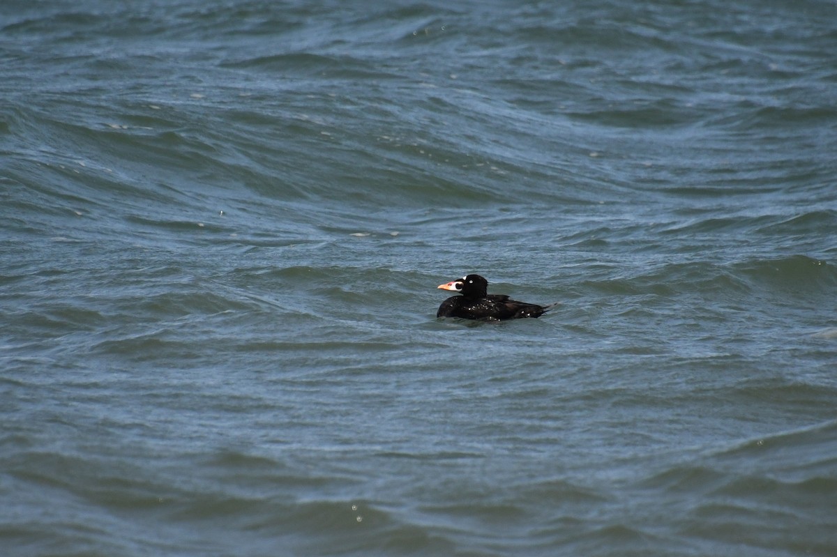 Surf Scoter - ML620477795