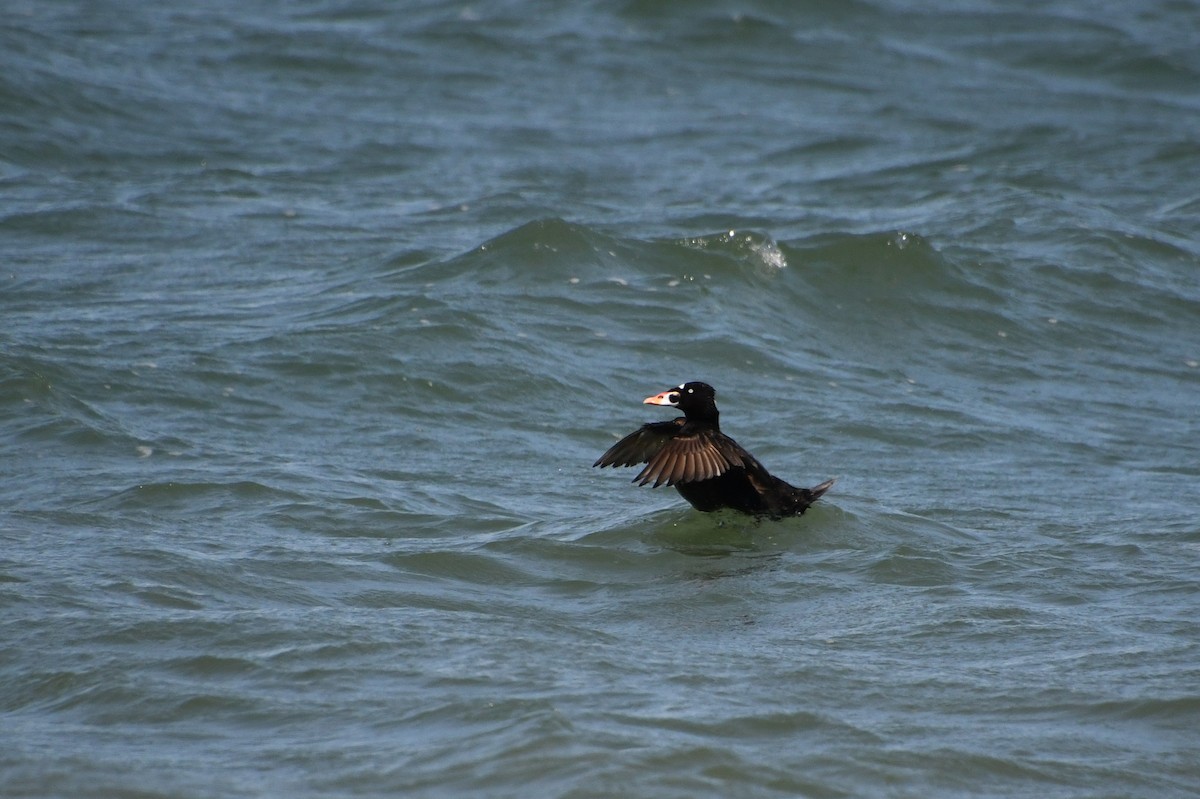 Surf Scoter - ML620477796