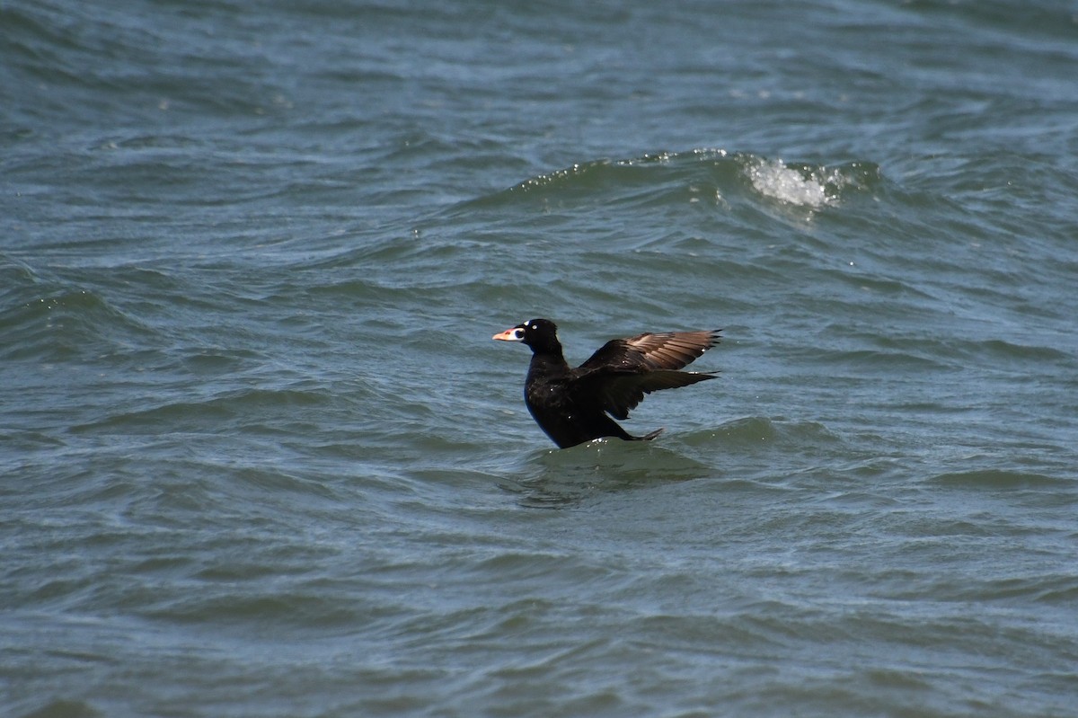 Surf Scoter - ML620477797