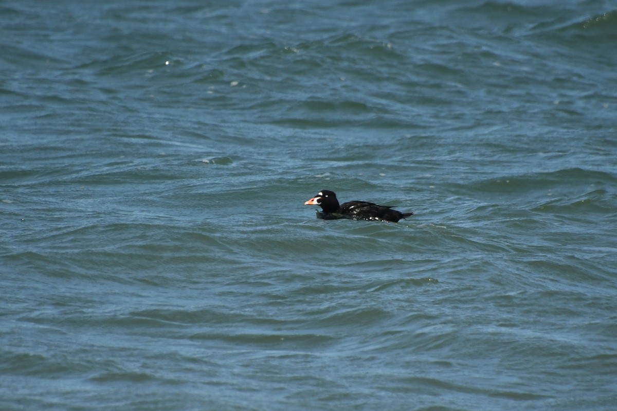 Surf Scoter - ML620477798