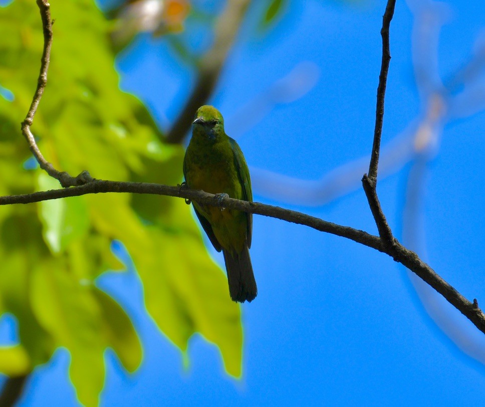 Orange-bellied Leafbird - Vikram Jha
