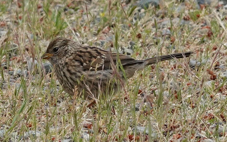 White-crowned Sparrow - ML620477800