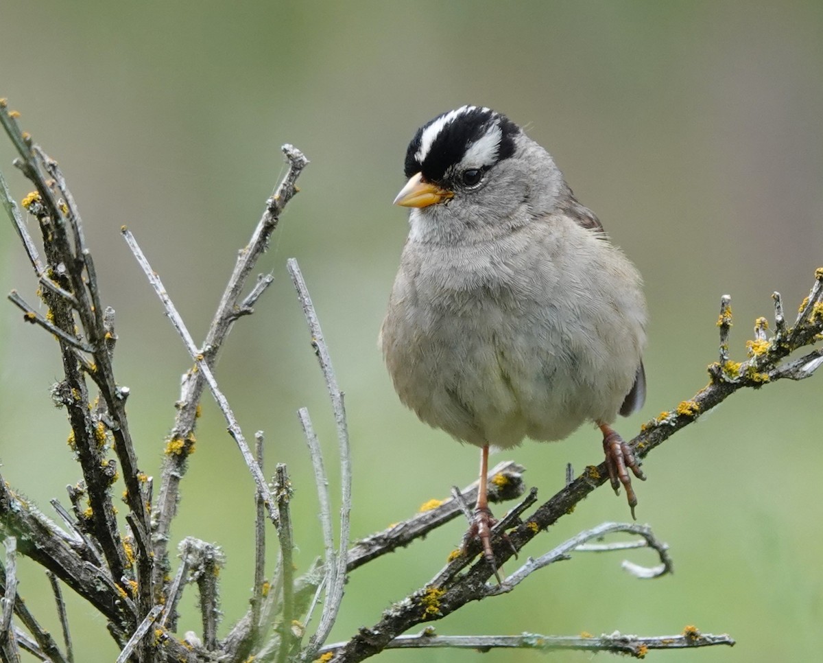 White-crowned Sparrow - ML620477801