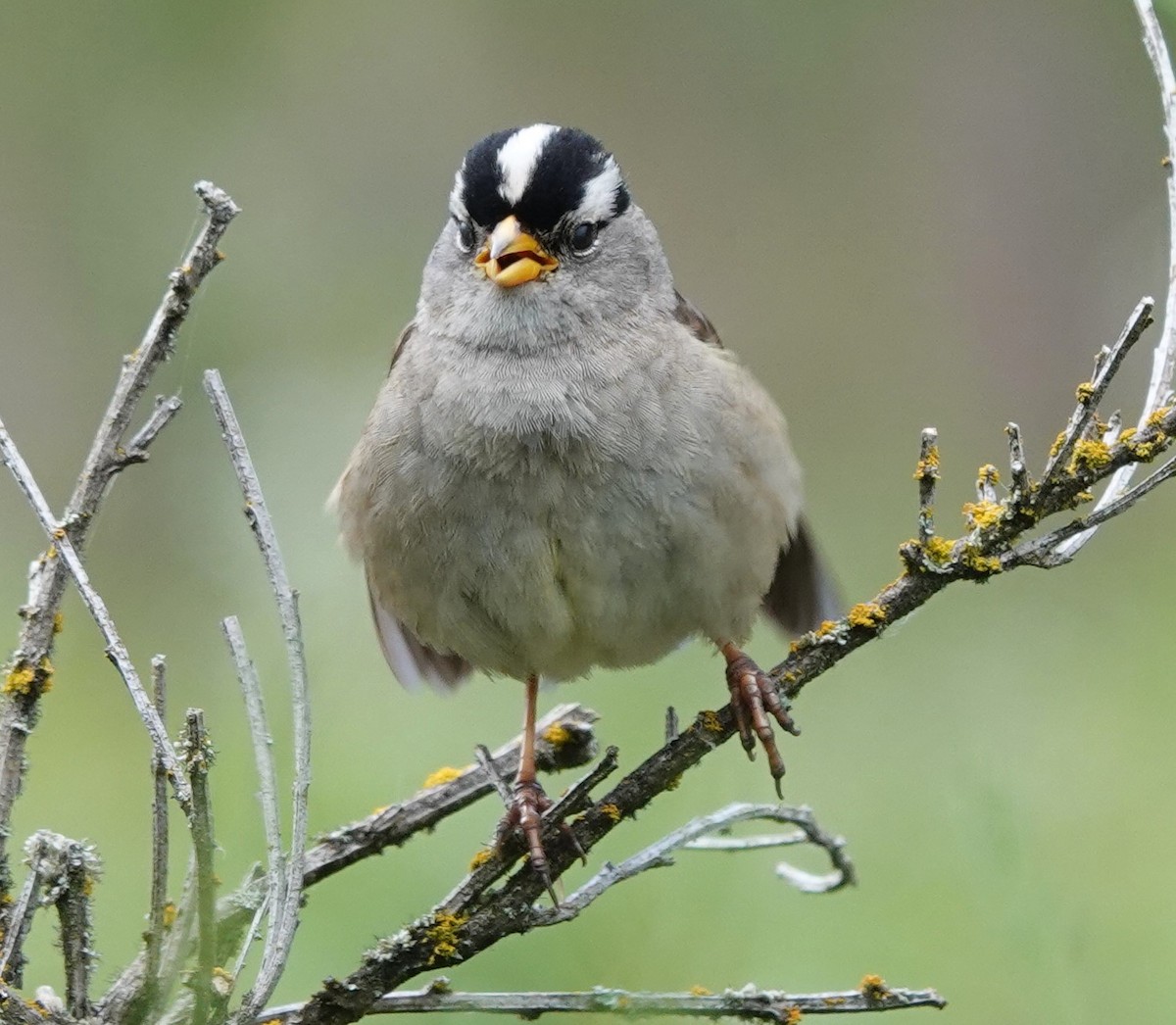White-crowned Sparrow - ML620477802