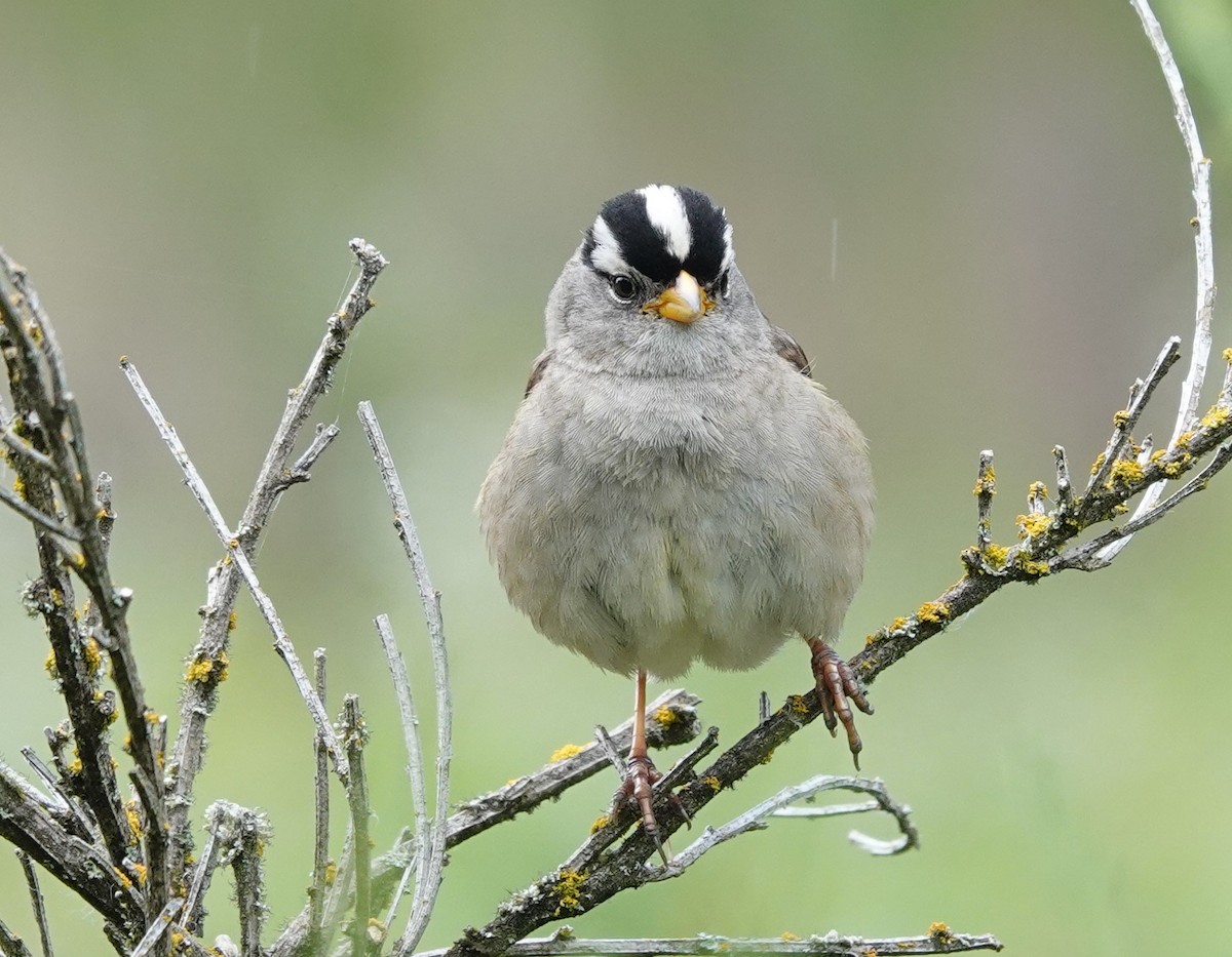 White-crowned Sparrow - ML620477803
