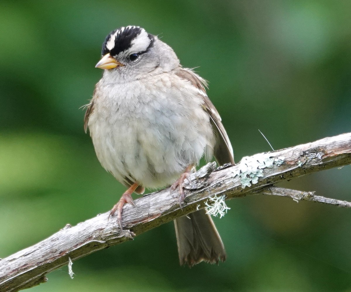 White-crowned Sparrow - ML620477804